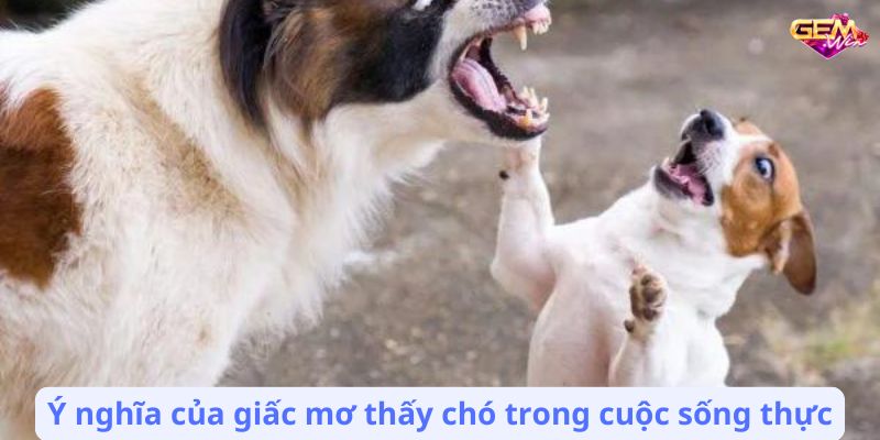 Ý nghĩa của giấc mơ thấy chó trong cuộc sống thực